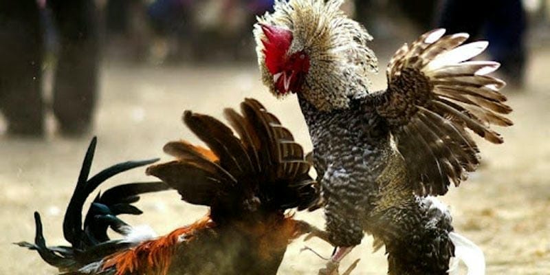 Đá gà thomo tại OK365 – Sân chơi uy tín hàng đầu Việt Nam