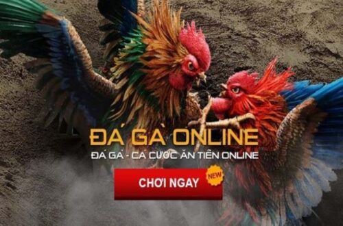  Trận đá gà kịch tính với cơ hội thắng lớn qua link vào U888.