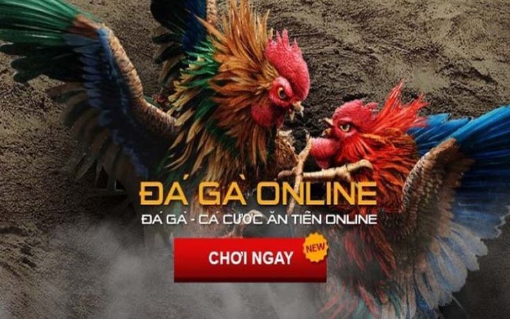 Trận đá gà kịch tính với cơ hội thắng lớn qua link vào U888.