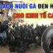  Gà H’Mông được luyện tập để tăng sức mạnh và độ bền.