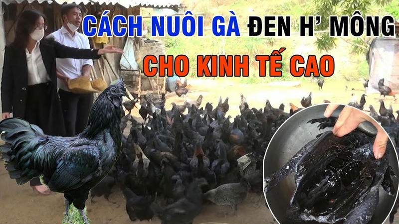 Gà H’Mông được luyện tập để tăng sức mạnh và độ bền.