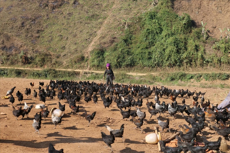 Gà H’Mông với bộ lông đen bóng, thể chất vượt trội.