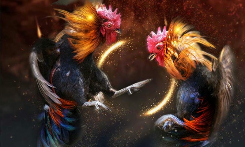 Livestream đá gà Thomo giúp phát hiện kèo thơm chính xác