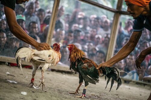  Chiến kê mạnh mẽ với vảy chân đẹp trong đá gà Thomo