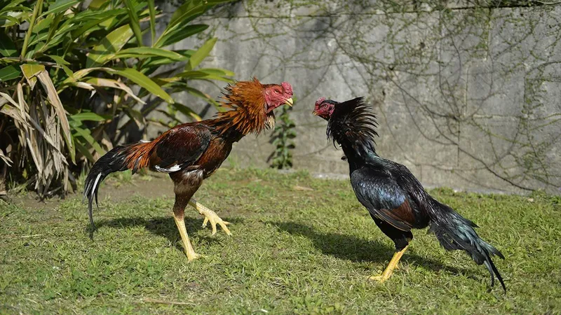 Hiểu kèo Thomo và cựa dao tại đá gà Viva88
