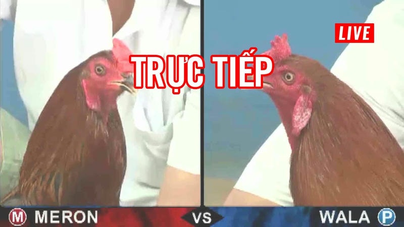 Đọc kèo chuẩn trong Đá Gà 188BET để săn thưởng lớn
