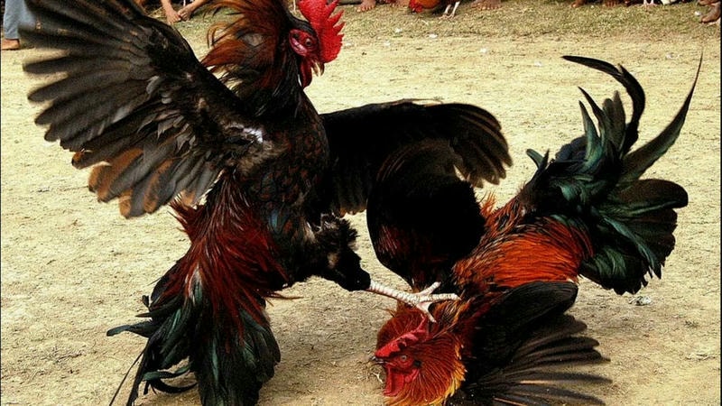Phân biệt gà đá trên đá gà PG88 để chọn kèo chuẩn.