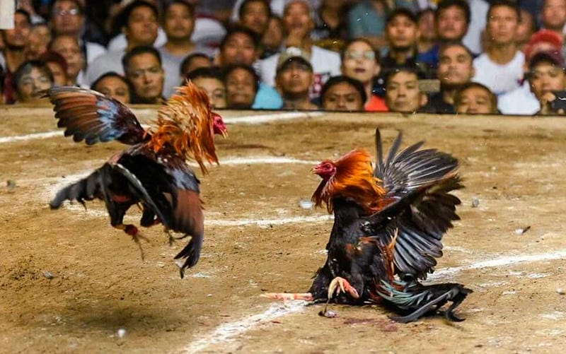 Bảng kèo cá cược theo hiệp trên đá gà PG88 cực chi tiết.
