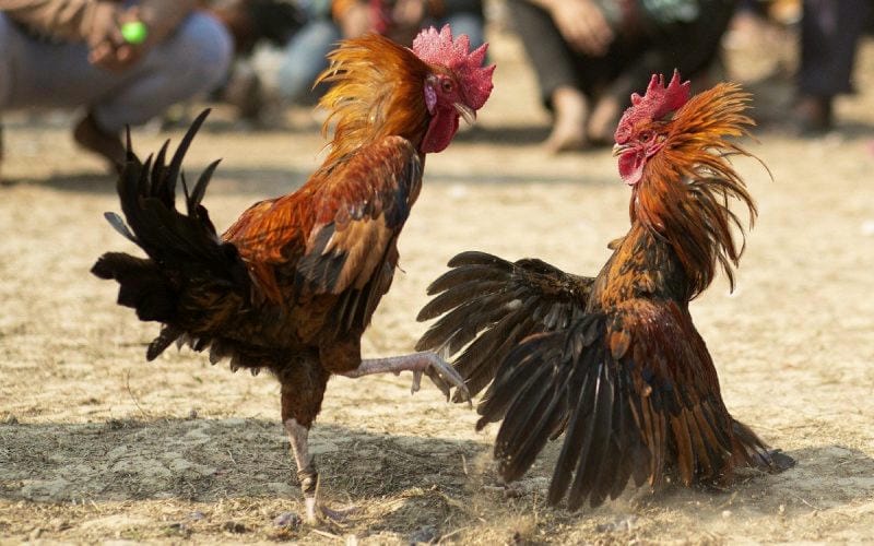 Hiểu rõ luật chơi – Nền tảng bắt kèo chính xác