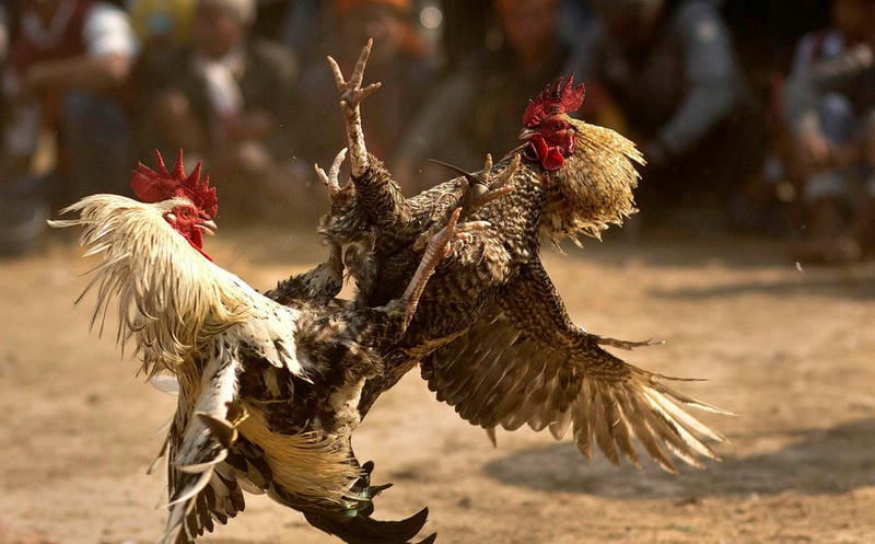 Kinh Nghiệm Chơi Đá Gà 77Bet Hiệu Quả
