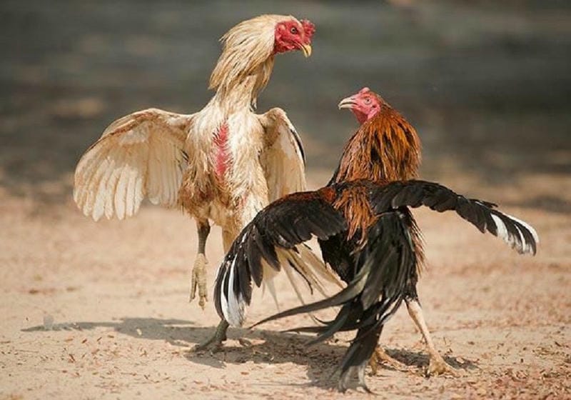 Cách chơi đá gà cựa dao tại PG88 đơn giản