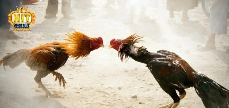 Cách thức tham gia đá gà tre tại hitclub cho người mới