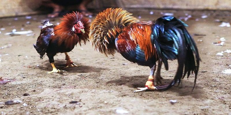 Đá gà ww88 – săn thưởng đỉnh, trải nghiệm chất