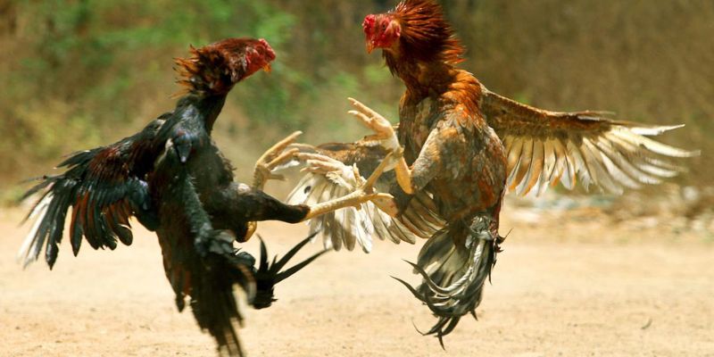 Chiến thắng vang dội với đá gà ww88 – kèo cực chất, thưởng cực to