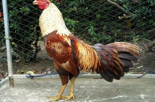 Kỹ thuật luyện tập nâng cao thể lực và đòn đá