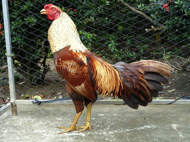 Kỹ thuật luyện tập nâng cao thể lực và đòn đá