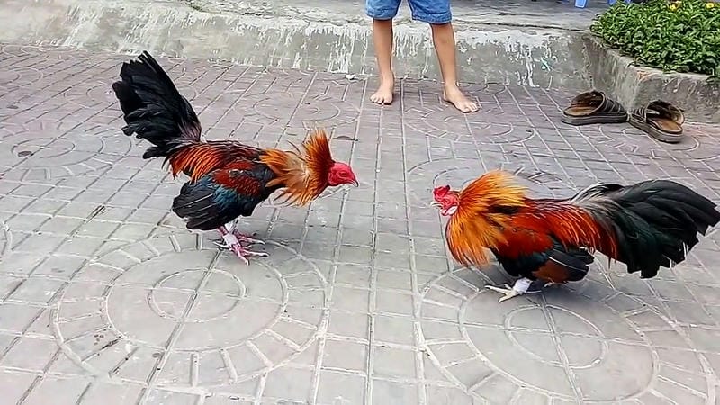 Khám phá SV388 tại 78win – Xem gà thật, đặt tiền thật