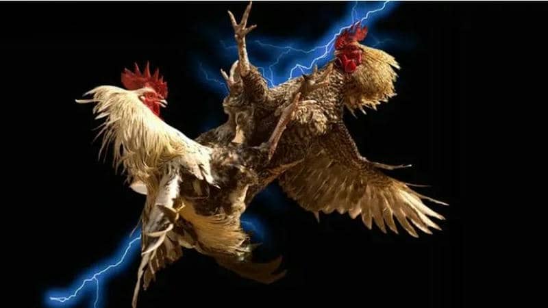 Quản lý vốn và thời điểm cược để tối ưu lợi nhuận