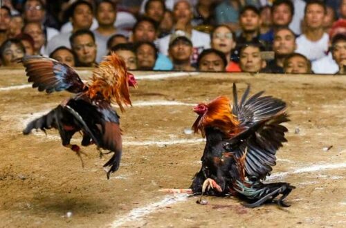  Trải nghiệm đá gà 23WIN live Thomo 4K sắc nét, sống động.