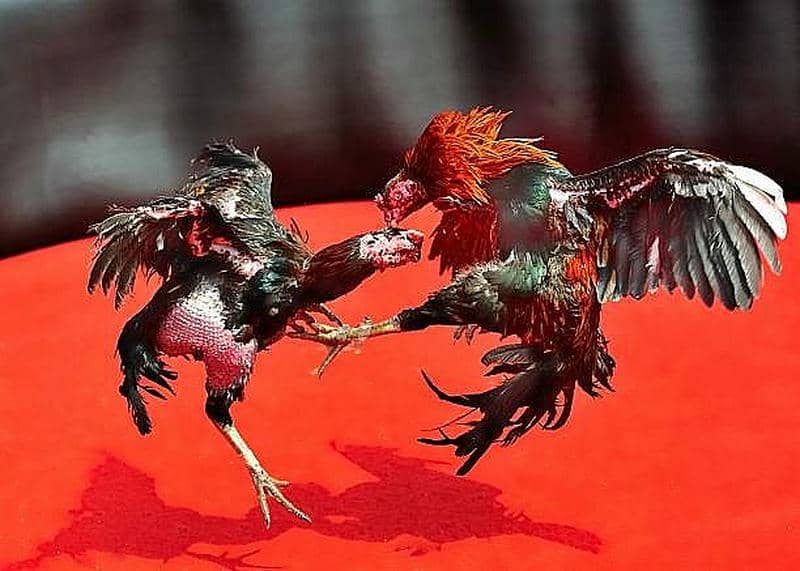 Các mẹo vàng giúp người chơi đá gà trực tiếp nâng cao trình độ