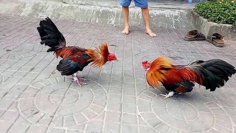 Tại sao đá gà Thomo thu hút người chơi chuyên nghiệp?
