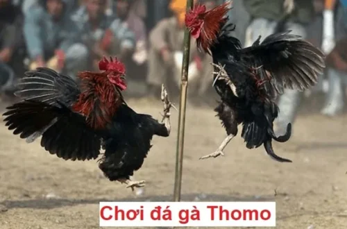 Những yếu tố tạo nên thành công của chiến kê tại Thomo
