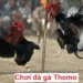Những yếu tố tạo nên thành công của chiến kê tại Thomo