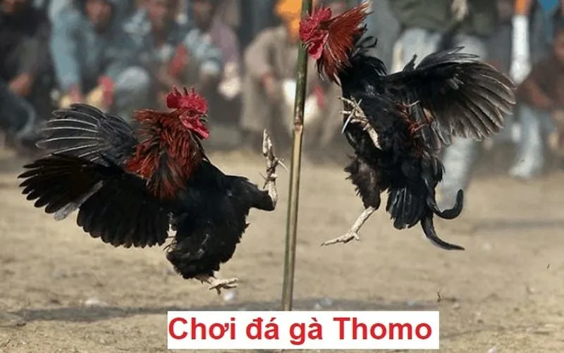 Những yếu tố tạo nên thành công của chiến kê tại Thomo