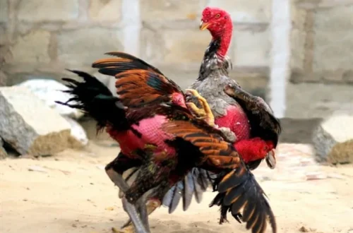 Kỹ thuật chăm sóc và phục hồi nhanh chóng cho chiến kê