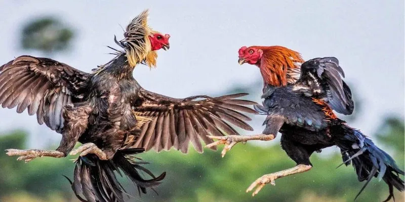 Mặt trái và lưu ý khi tham gia đá gà Thomo