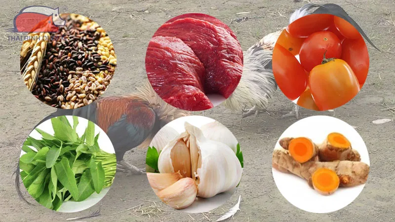 Chế độ ăn uống tối ưu giúp gà đòn luôn sung mãn
