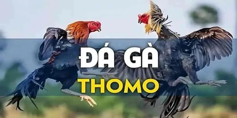 Chuẩn bị trước khi bước vào trận đấu tại Trường Gà Thomo