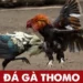 Kinh nghiệm thực chiến khi đá gà trực tiếp