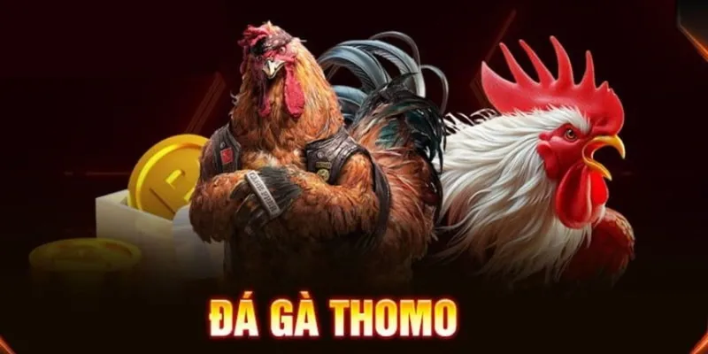 Bí quyết duy trì thành công lâu dài tại Trường Gà Thomo