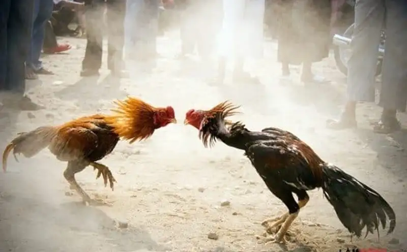 Cao thủ hé lộ kèo đá gà 78win có thể đổi đời chỉ sau một trận