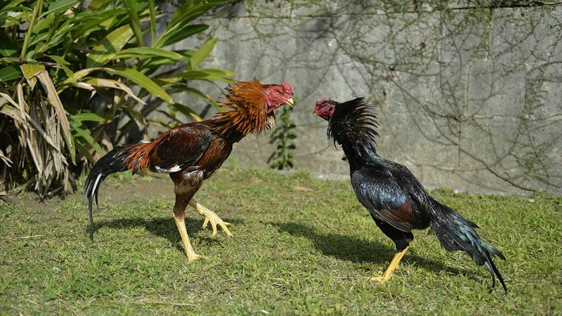  Giao diện rút tiền thắng cược trong đá gà trực tuyến.