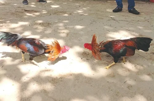 Làm thế nào để xây dựng đội đá gà trực tiếp vô địch?