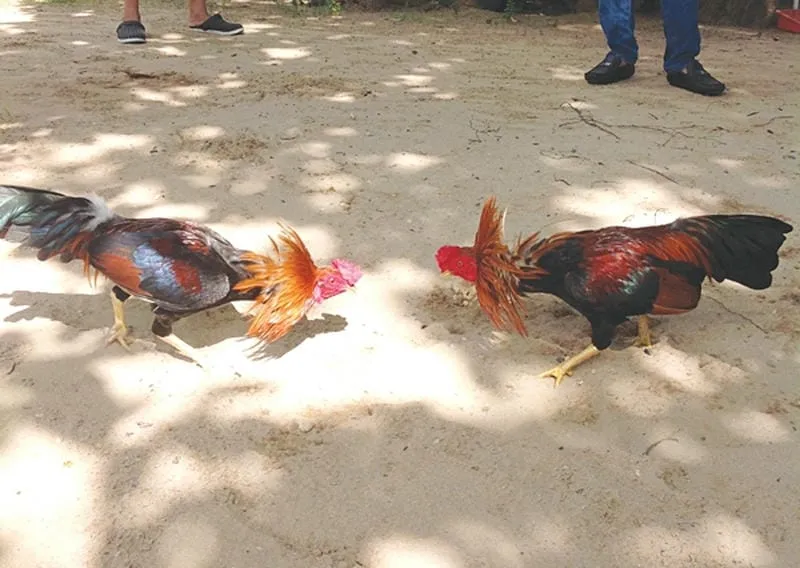 Làm thế nào để xây dựng đội đá gà trực tiếp vô địch?