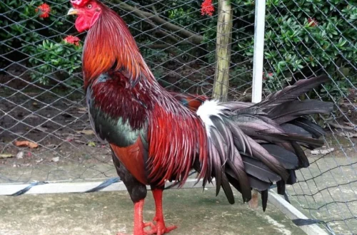 Những trận đấu đá gà trực tiếp để đời của gà Phù