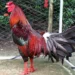 Những trận đấu đá gà trực tiếp để đời của gà Phù
