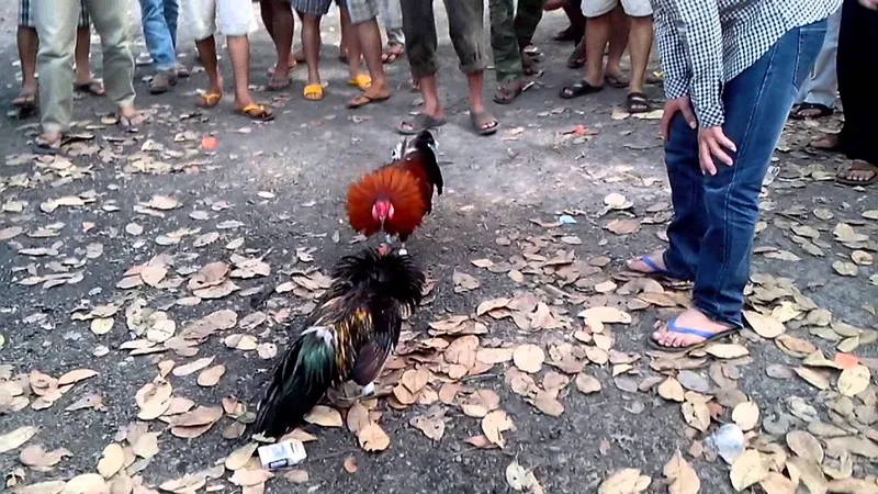 Cách huấn luyện để gà Phù đạt phong độ hạ đo ván