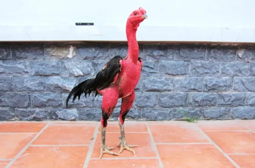 Bí quyết chọn thời điểm vàng tung đòn kết liễu
