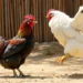  Chính sách mới giúp tăng tỷ lệ thắng khi chơi đá gà trực tuyến.