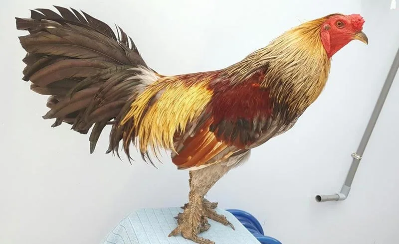 Bí quyết nhận biết gà đá hay qua ngoại hình
