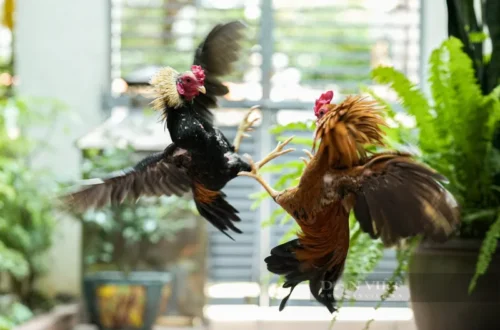 Lưu ý khi chọn gà cho đá gà miền Bắc