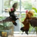 Lưu ý khi chọn gà cho đá gà miền Bắc