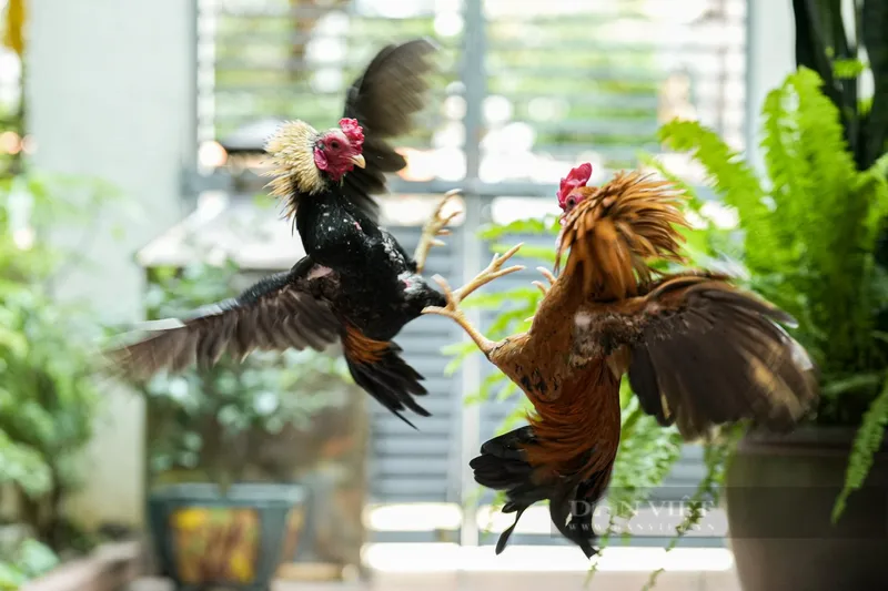 Lưu ý khi chọn gà cho đá gà miền Bắc