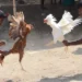 Giao diện nạp rút tiền trực quan, hỗ trợ nhiều phương thức thanh toán tiện lợi.