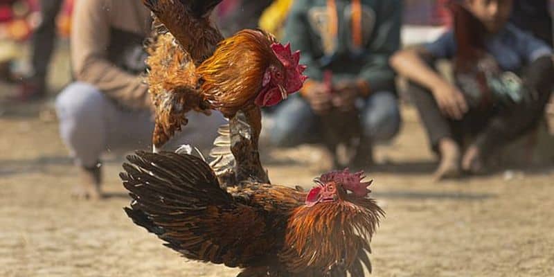 Các yếu tố quan trọng trong môi trường đào tạo gà chiến chuẩn