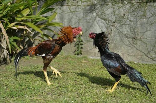  Hồ sơ ứng tuyển chuyên nghiệp giúp bạn ghi điểm trong mắt nhà tuyển dụng đá gà trực tiếp.